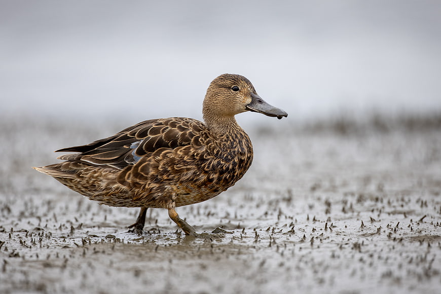 Brown Duck Walking on Muddy Wetland Shore