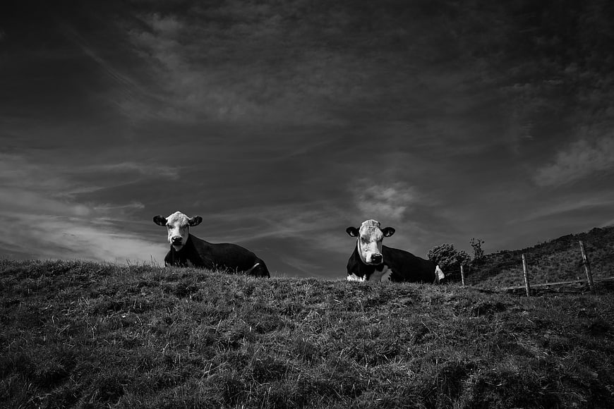 Two Cows Resting in Pasture Under Dramatic Sky
