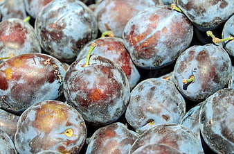 Close-up of fresh purple plums with natural bloom