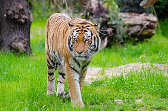 Majestic Bengal Tiger Walking on Green Grass