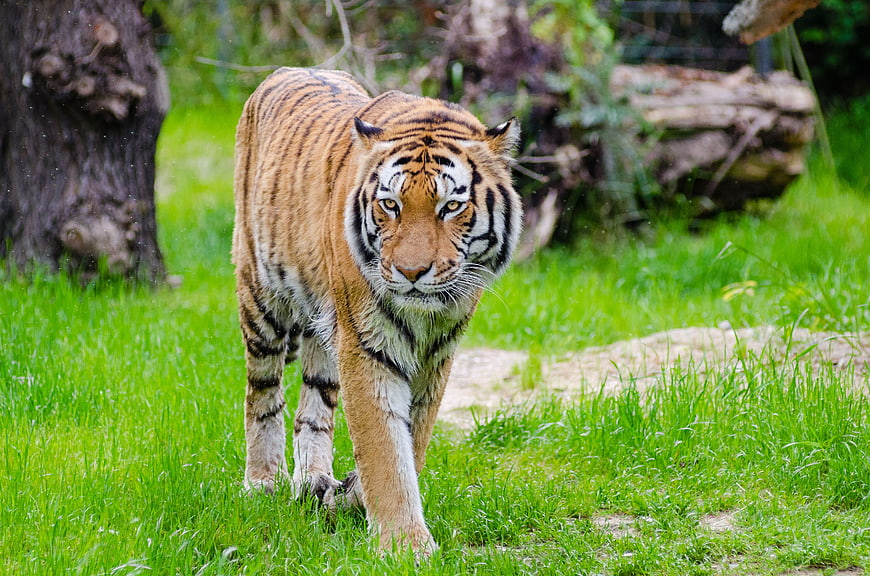 Majestic Bengal Tiger Walking on Green Grass