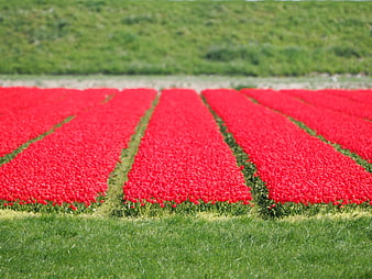 Vibrant Red Tulip Rows in a Spring Field