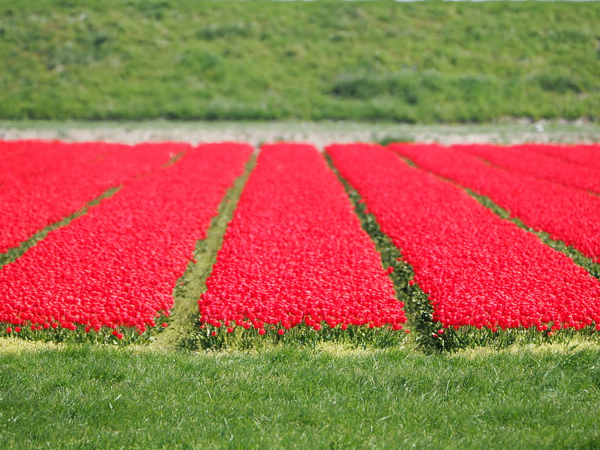 Vibrant Red Tulip Rows in a Spring Field