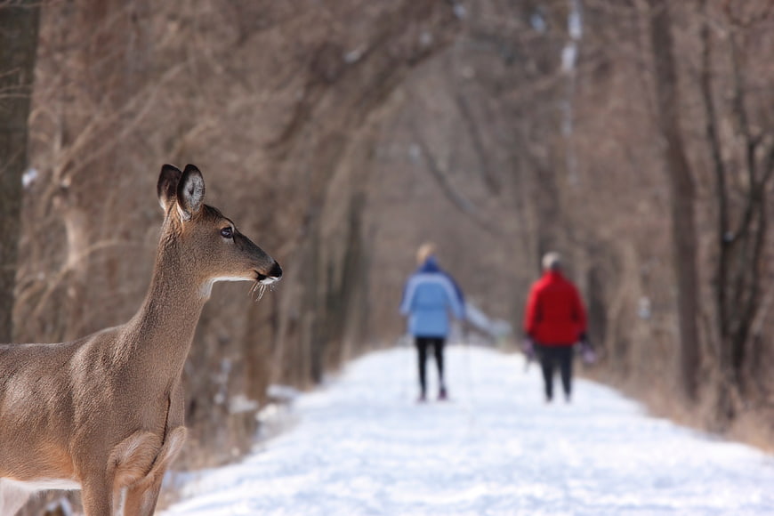 Deer in Foreground with Skiers on Snowy Winter Trail