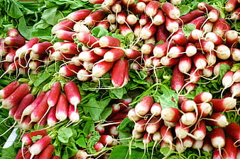 Fresh red radishes with green leaves at farmers market