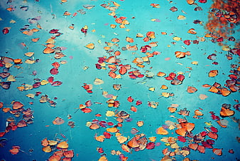 Autumn leaves floating on a turquoise pond surface
