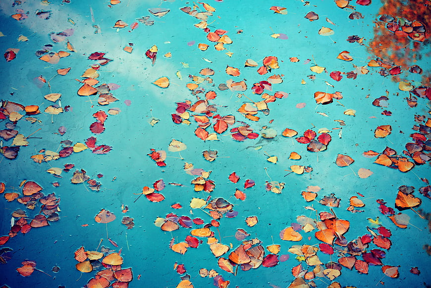 Autumn leaves floating on a turquoise pond surface