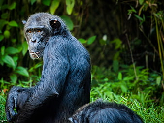 Portrait of a chimpanzee sitting in a lush green forest