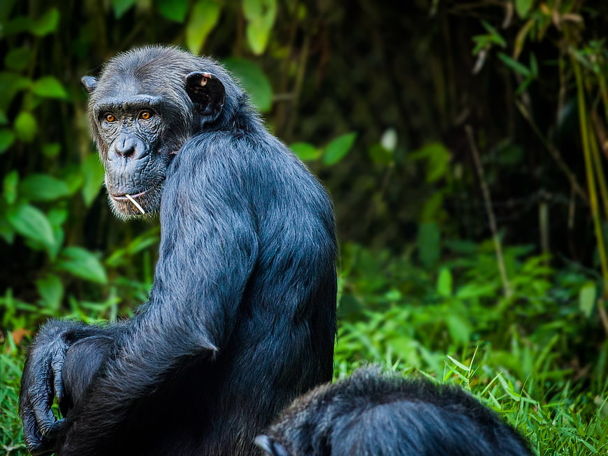 Portrait of a chimpanzee sitting in a lush green forest