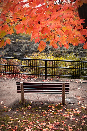 Empty Park Bench Under Vibrant Red Autumn Leaves