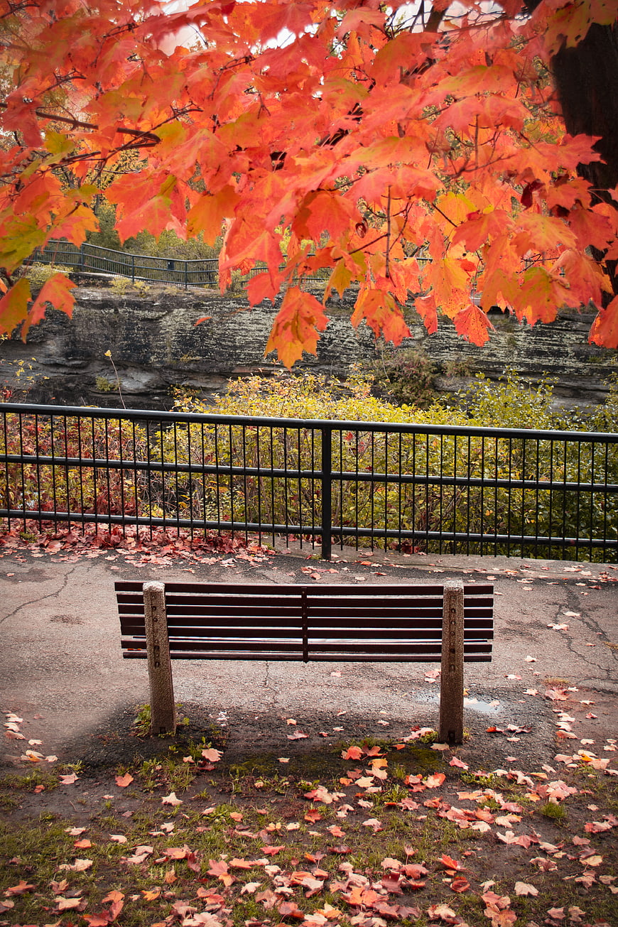 Empty Park Bench Under Vibrant Red Autumn Leaves
