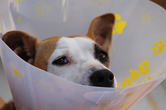 Close-up portrait of a brown and white dog wearing a protective cone collar