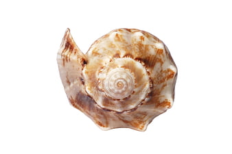 Top view of brown and white spiral seashell on white background