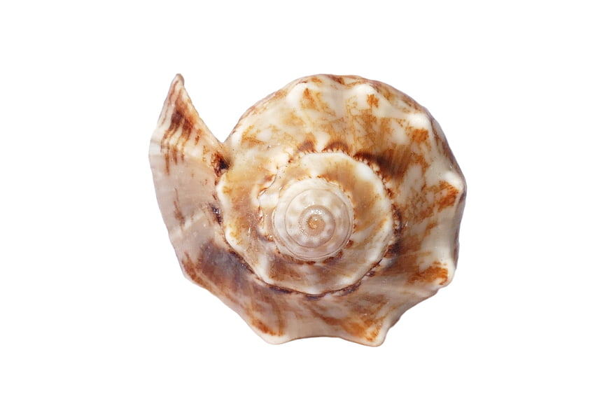Top view of brown and white spiral seashell on white background