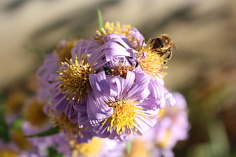 Honey Bee Pollinating Purple Aster Flowers in Sunlight