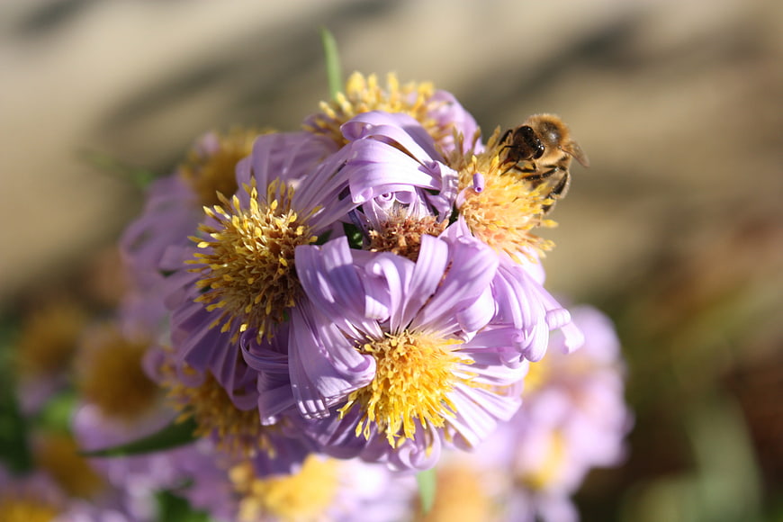 Honey Bee Pollinating Purple Aster Flowers in Sunlight