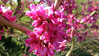 Vibrant Pink Redbud Blossoms on Branch in Spring