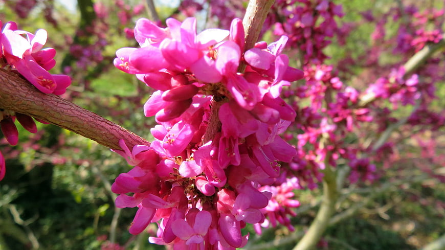 Vibrant Pink Redbud Blossoms on Branch in Spring