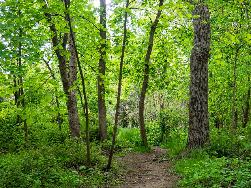 Dirt Path Winding Through Lush Green Forest