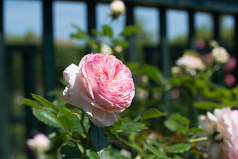 Close-up of a blooming pink rose in a garden