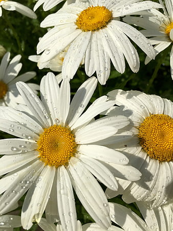 Close-up of white daisies with water droplets in sunlight