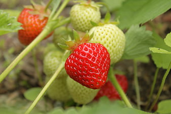 Ripe Red Strawberry Growing on Vine with Green Leaves