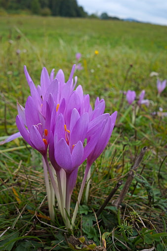 Vibrant Purple Autumn Crocus Flowers in Green Meadow