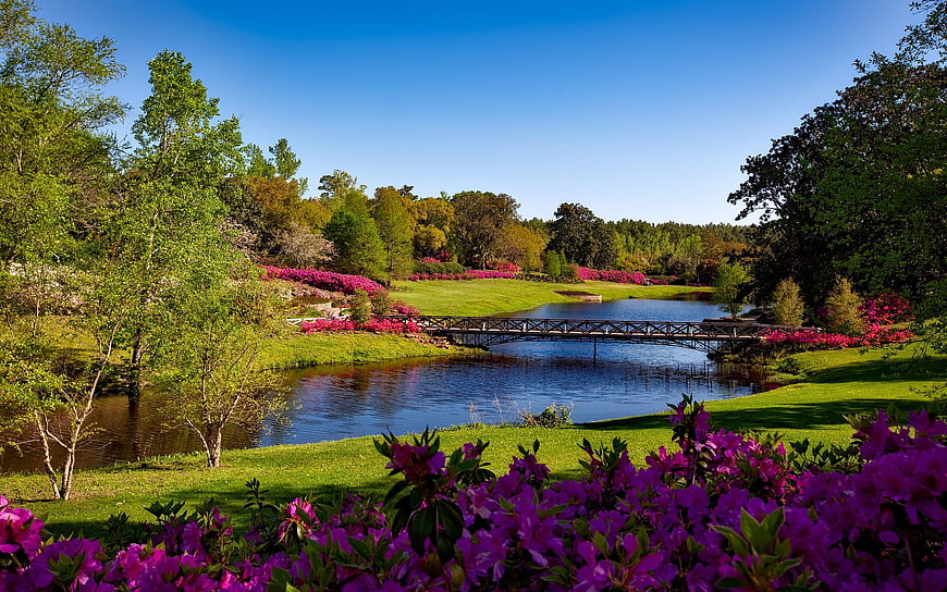 Vibrant purple azaleas framing a serene lake with a wooden bridge