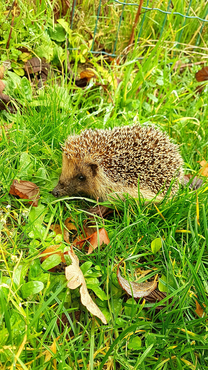 Cute Hedgehog Foraging in Green Grass Garden
