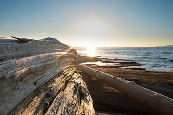 Weathered driftwood logs on sandy beach at sunset