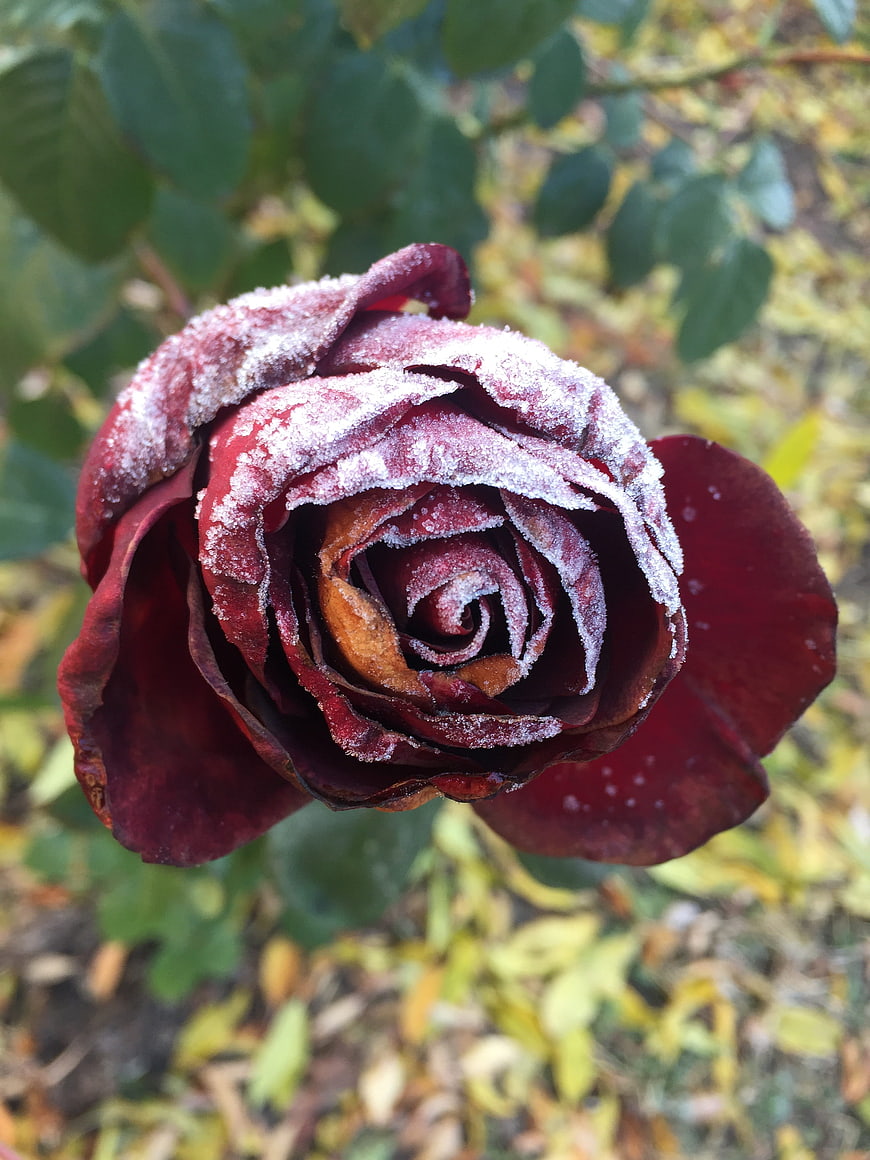 Frosty Dark Red Rose Close-Up in Autumn Garden