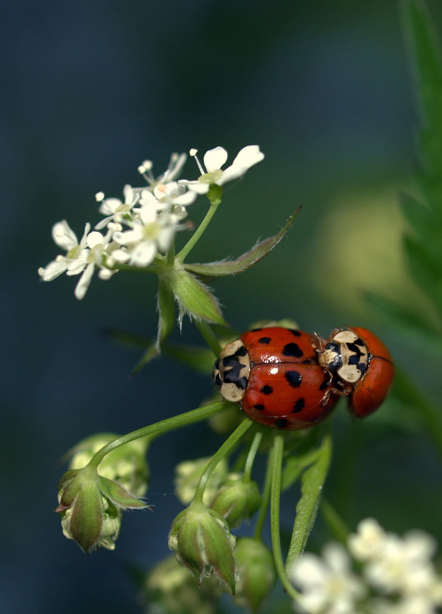 Close-up of Two Ladybugs Mating on a White Flower