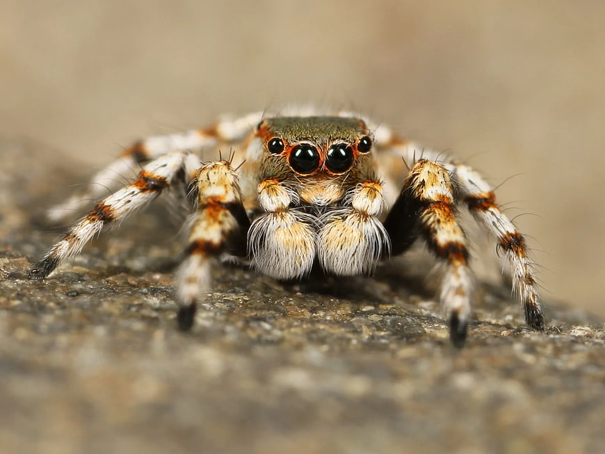 Close-up of a Jumping Spider with Large Eyes