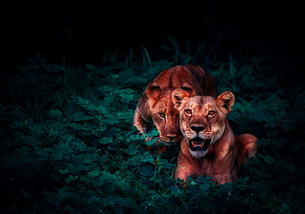 Two Lionesses Stalking Through Dark Jungle Grass