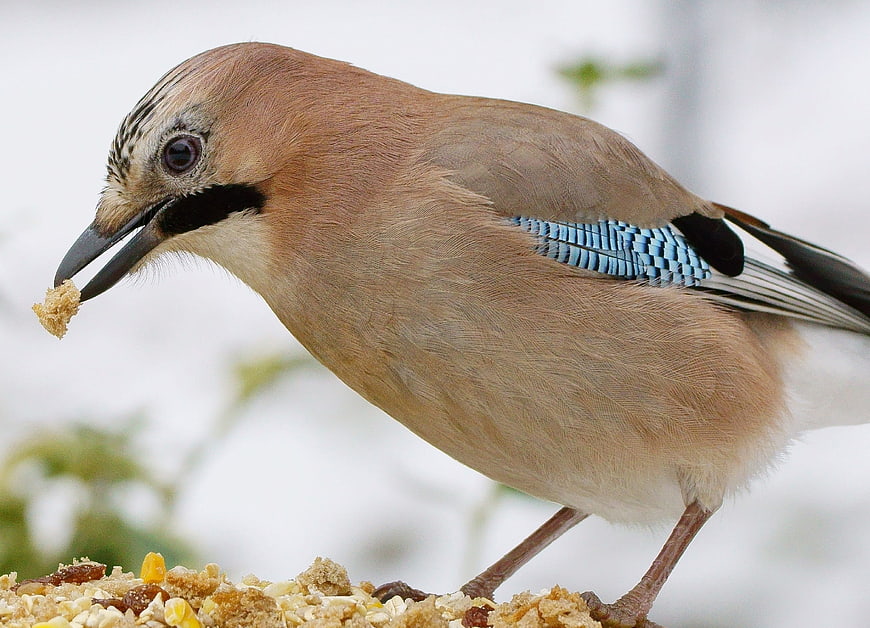Close-up of Eurasian Jay Eating Birdseed