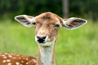 Close-up portrait of a spotted deer doe in a green meadow