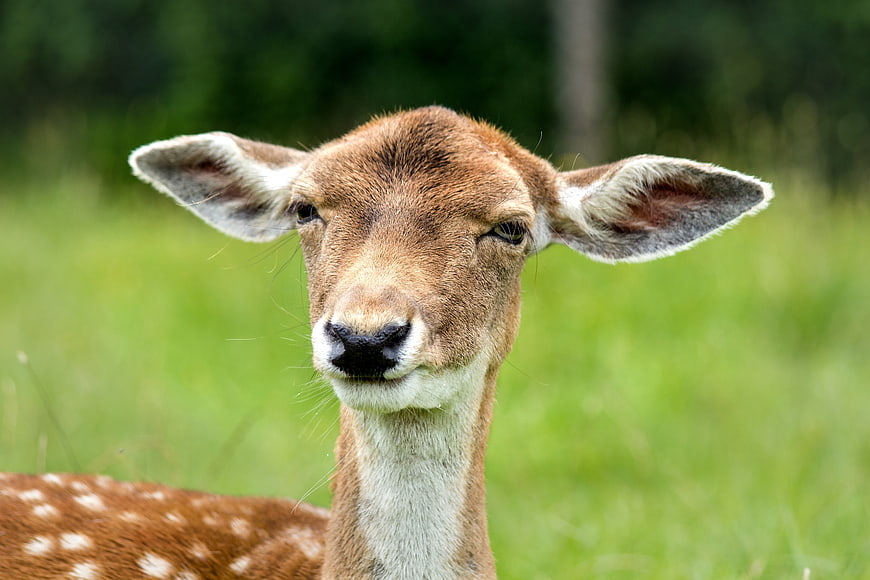Close-up portrait of a spotted deer doe in a green meadow
