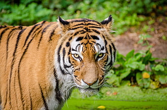 Close-up portrait of a majestic tiger in a forest