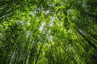 Low angle view of lush green bamboo forest canopy
