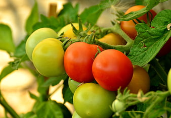 Ripe and unripe tomatoes growing on a green vine in a garden