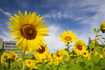 Vibrant Sunflowers in a Field Under Blue Sky