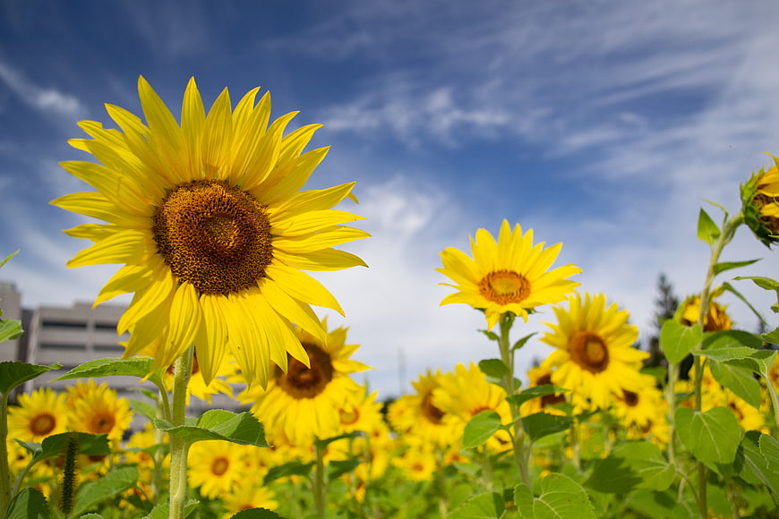 Vibrant Sunflowers in a Field Under Blue Sky