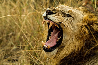 Close-up of roaring male lion in African savanna