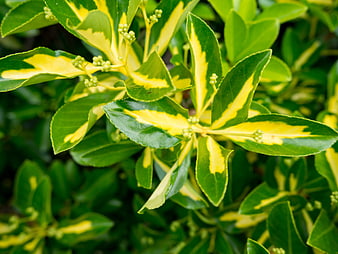 Close-up of variegated green and yellow leaves with small buds