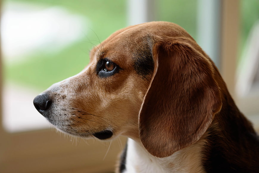 Close-up Portrait of a Beagle Dog Looking Out Window