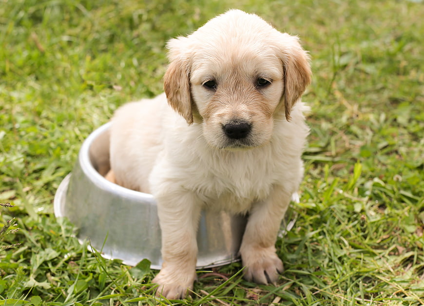Adorable Golden Retriever Puppy Sitting in Metal Bowl on Grass