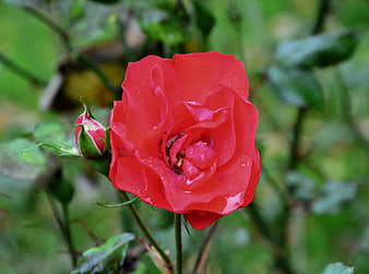 Vibrant Red Rose with Water Droplets on Green Background