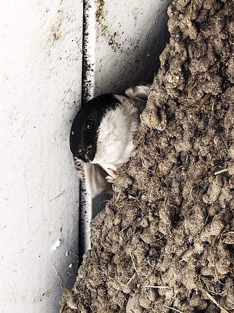 Close-up of a House Martin in a Mud Nest