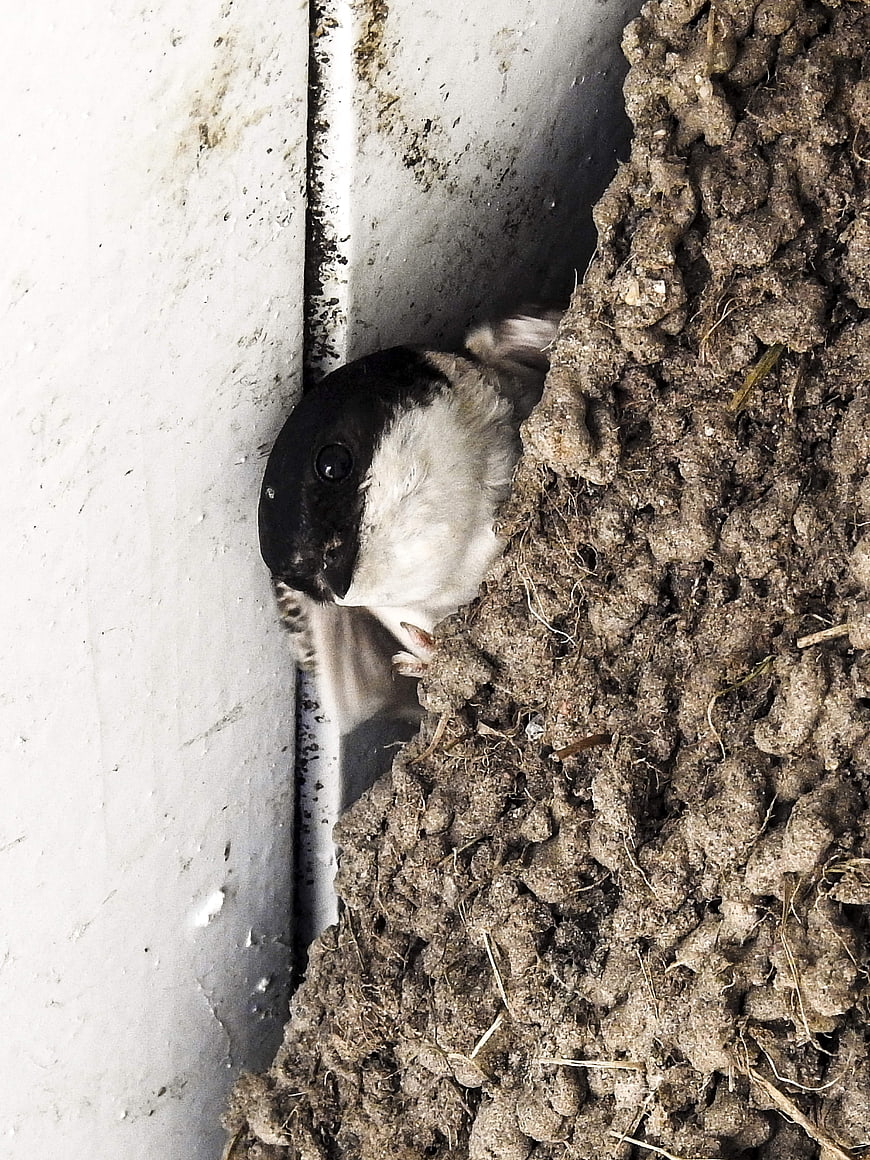 Close-up of a House Martin in a Mud Nest