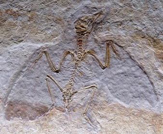 Ancient Bird Fossil Skeleton Embedded in Rock
